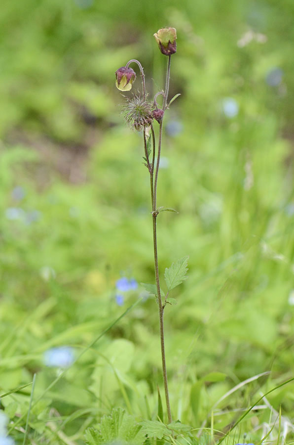 Luce di ... Geum rivale / Cariofillata dei rivi